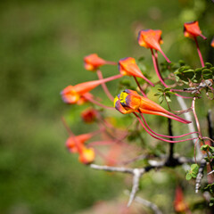 Little orange flower at the mountain