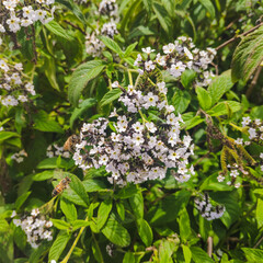 Bees flying and pollinating small white flowers with vegetation background.