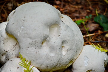 Puffball mushroom growing wild in Ontario, Canada
