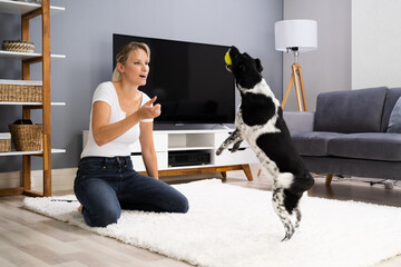 Woman Training And Playing With Pet Dog