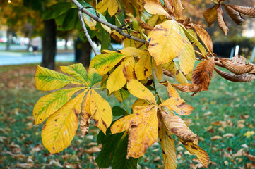 Autumn bright chestnut leaves