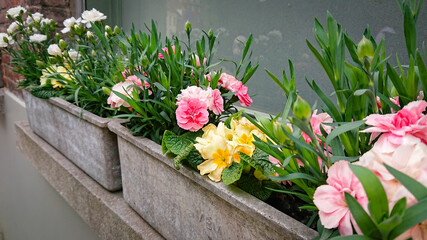 Wonderful Flowers On The Windowsill In A Concrete Pot