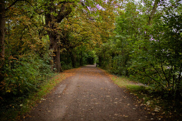 Landscape View of a Mysterious Long Path Surrounded by Trees and Plants