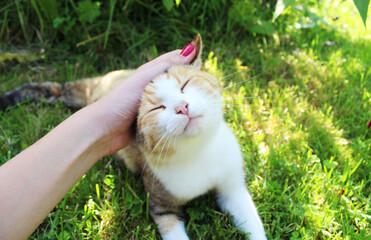 stroking a happy cat in nature