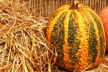 orange striped pumpkin in the hay