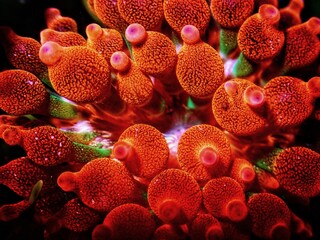 Bubble-tip anemone - Entacmaea quadricolor