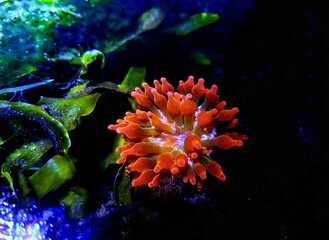 Bubble-tip anemone - Entacmaea quadricolor