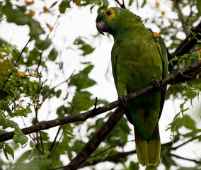 green winged parrot