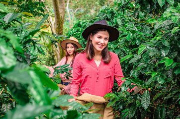  girl farmer in the coffee plantation