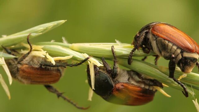bread beetles mate sits on green plants. Summer day field