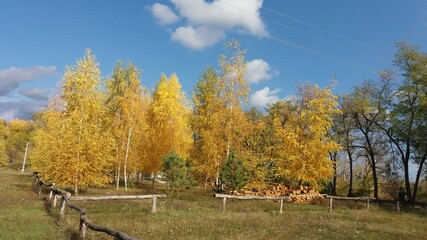 autumn in the forest