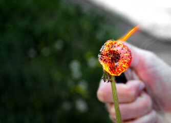 burning dandelion in a woman's hand
