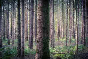 trees in the forest