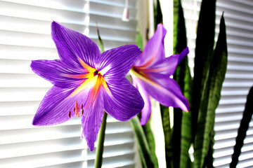 purple flower in the office