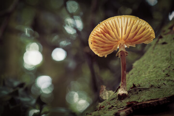 mushrooms in the forest