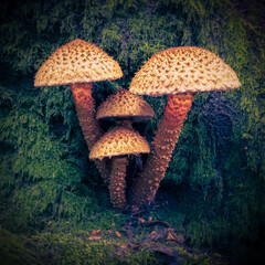 mushrooms in the forest