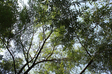 crown of trees against the sky