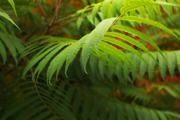 beautiful green leaves in the park
