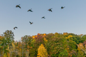 Flock of geese flying in formation during migration above forest with red, yellow and orange fall foliage colors