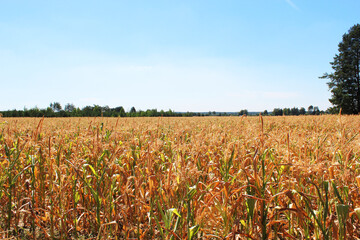 cornfield on a clear day