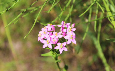 purple flower in the office