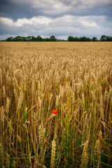 Lone poppy