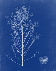 Cyanotype with plants and flowers