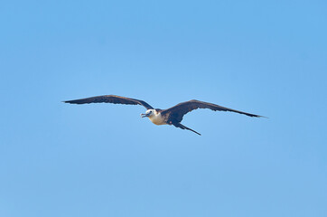 aves guayabitos