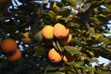 Autumn taste / Japanese persimmon fruit © tamu