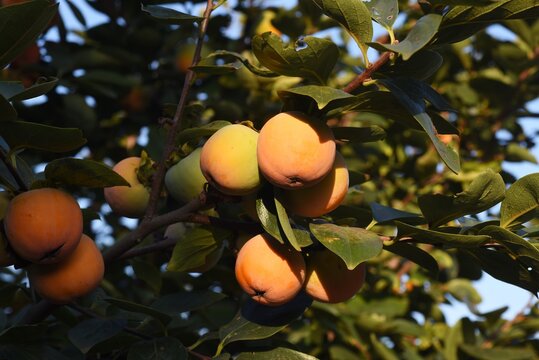 Autumn taste / Japanese persimmon fruit