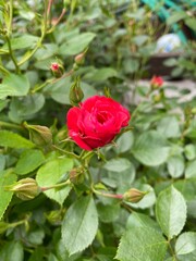 Fototapeta premium red rose in garden