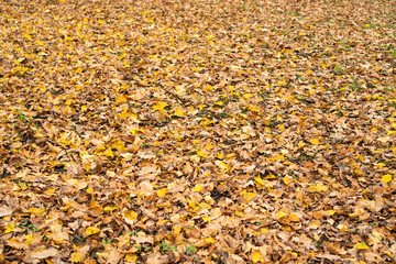 Fallen colored leaves lie on the ground. Autumn background. Selective focus.