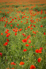 Large poppy field near Prague