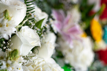rosa blanca paz y flores
