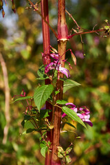 Autumn purple flowers after the rain in the city park