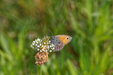  Butterfly (Coenonympha pamphilus) on a flower