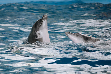 Fototapeta premium Dolphins love dancing on the water surface