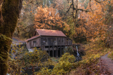 Magical autumn woodland wonderland