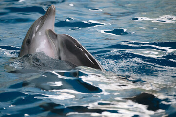 Fototapeta premium Dolphins love dancing on the water surface