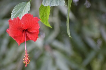 Hibiscus in full bloom