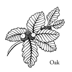 Vector Oak branch. Hand drawn line botanical graphic element,black and white sketch