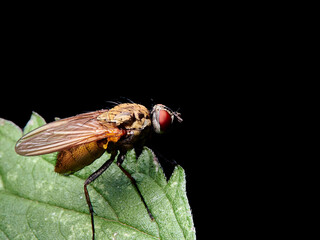 fly on leaf