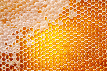 fresh honey in a comb on the light close-up. vitamin natural food. texture and background