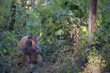 Monkey relishing a fruit