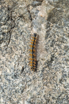 Caterpillar sits on granite stone