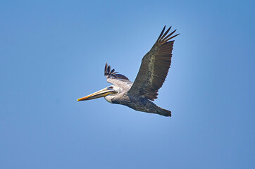 pelicano volando
