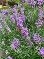 Obraz premium flowers of lavender