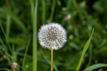 Dandelion (lat.Taráxacum) against the background of a green lawn