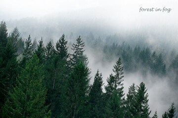 fog in the mountains
