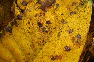 Macro texture of autumn yellow leafs